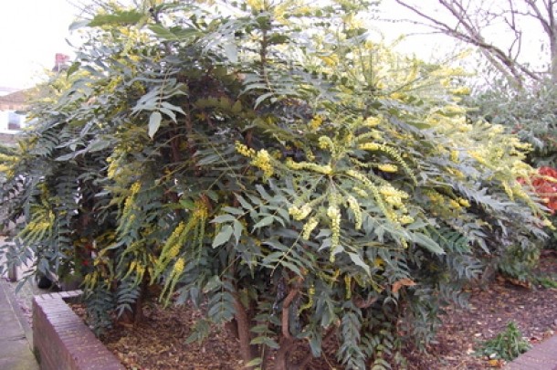 Mahonia