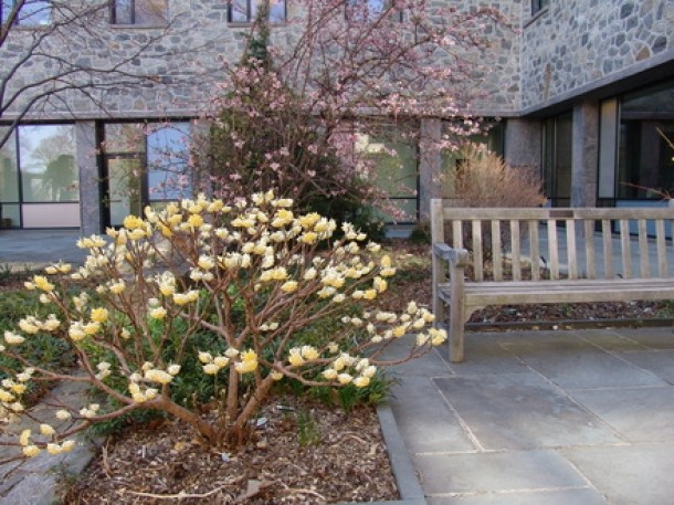 Edgeworthia chrysantha