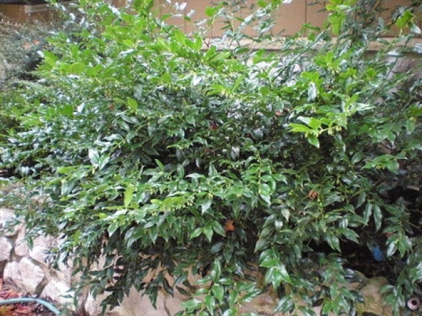 Sarcococca