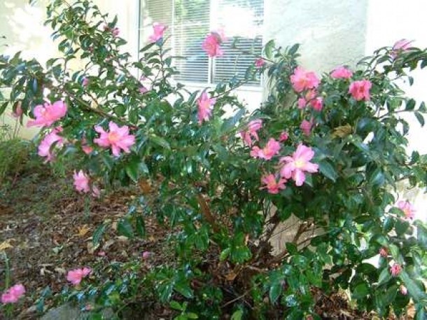 Camellia sasanqua