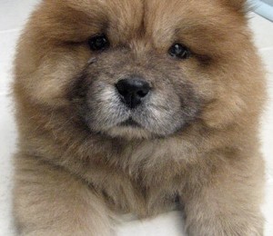 Catel Chow-Chow