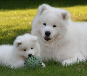 Caine Samoyed