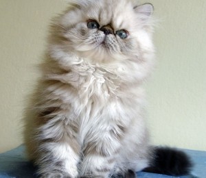 Pisica persana rasa Himalaya