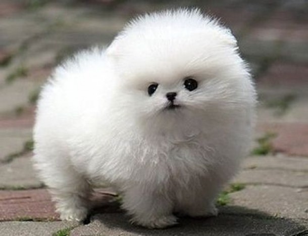 Catel Bichon