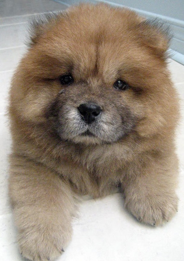 Catel Chow-Chow