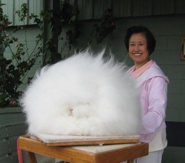 Iepure Angora