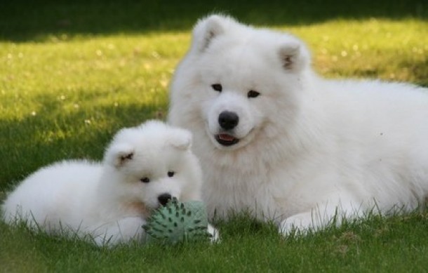 Caine Samoyed