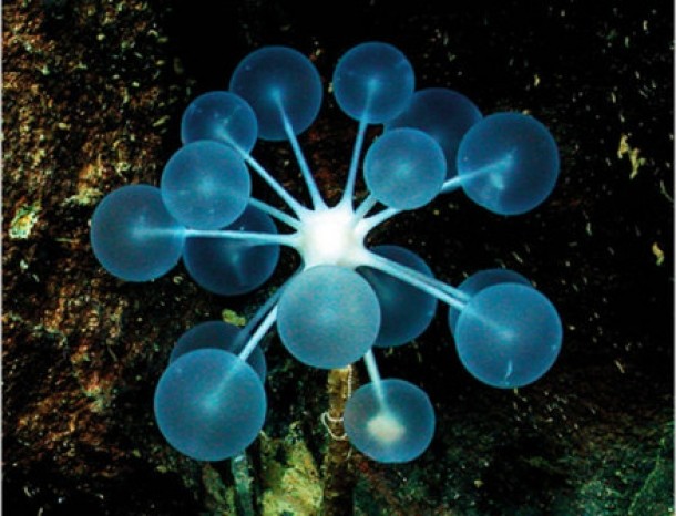 Copacul parazit “ping-pong”