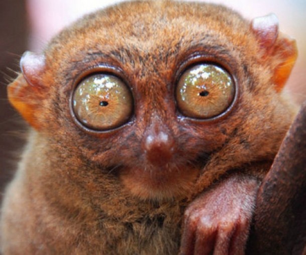 Tarsier filipinez
