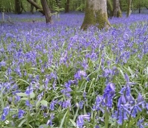 Suss Woodland, Marea Britanie