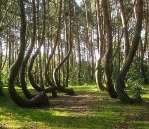 Padurea Crooked, Polonia