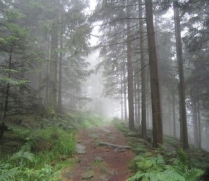 Padurea Neagra., Germania