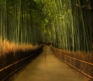 Padurea Sagano, Japonia