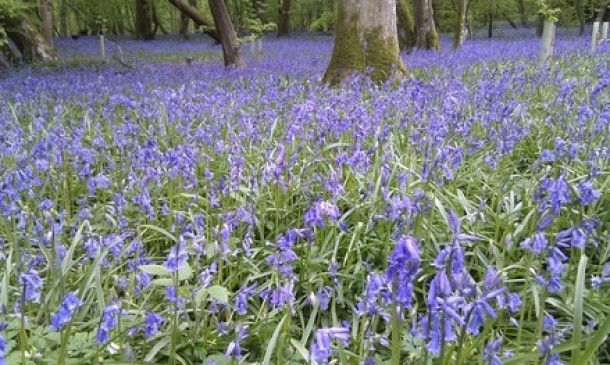 Suss Woodland, Marea Britanie