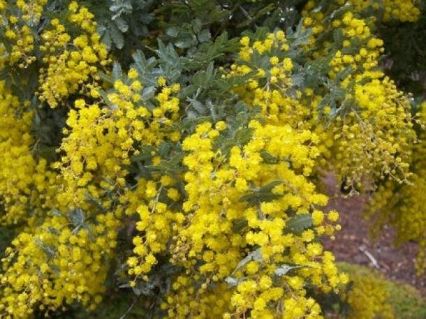 Acacia