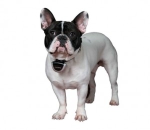 Camera supraveghere animal companie smuff.ro, 398 lei