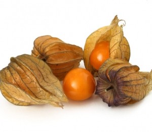 Physalis