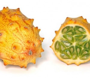 Castrevetele african