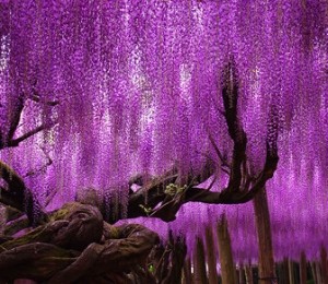 Wisteria ce dateaza de mai bine de 144 de ani, Japonia