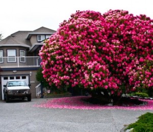 Rhododendron, Canada
