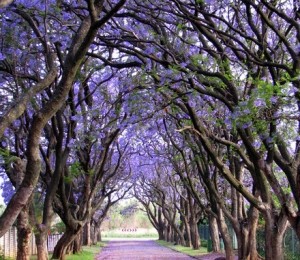 Jaracantas, Africa de Sud