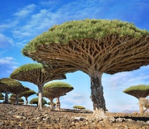 Dragonblood, Yemen