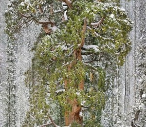 Sequoia urias, California