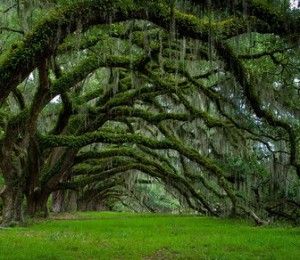 Aleea de setjari, Carolina de Sud