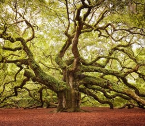 Stejar, John Island, Carolina