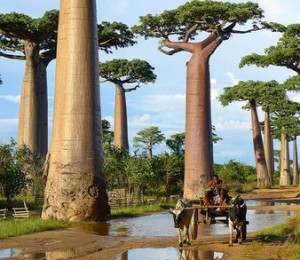 Baobab, Madagascar