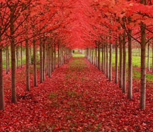 Aleea de artari, Oregon