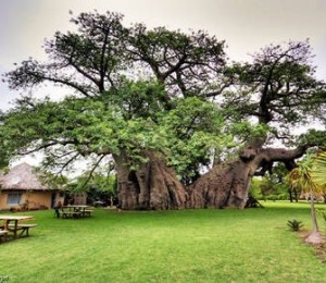 Sunland Pub, Africa de Sud