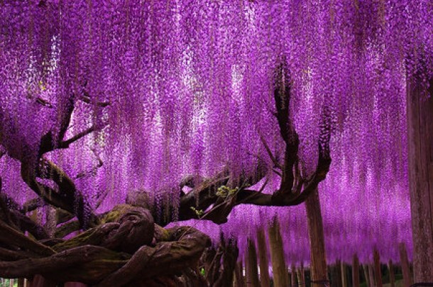 Wisteria ce dateaza de mai bine de 144 de ani, Japonia