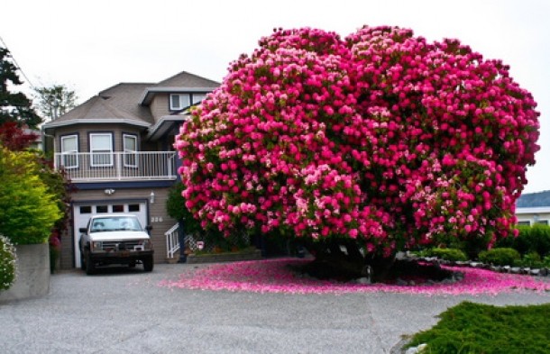 Rhododendron, Canada