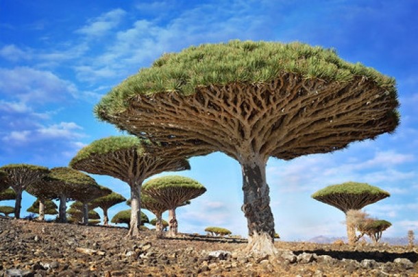 Dragonblood, Yemen