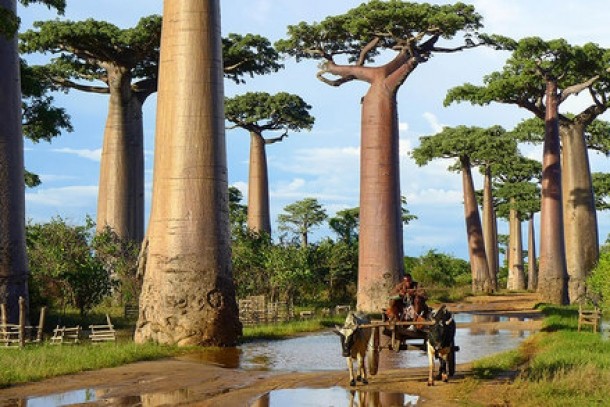 Baobab, Madagascar