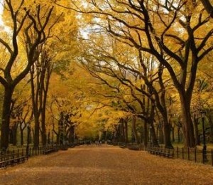 Central Park, New York