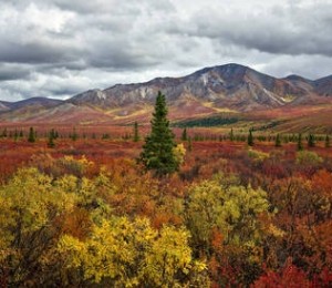 Parcul National Denali, Alaska
