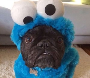 SUB COSTUMUL DEVORATORULUI DE PRAJITURI