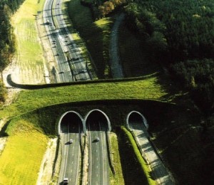 Podul de trecere al animalelor, Olanda