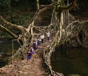 Podul Tree Root, India