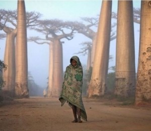 O fata din Malaezia se plimba printre copacii de baobab