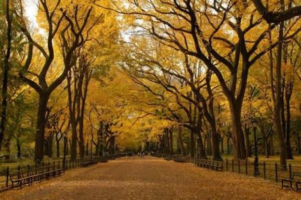 Central Park, New York