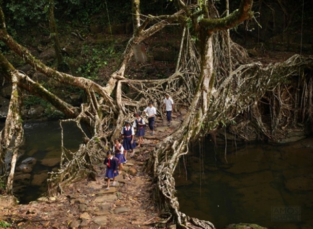 Podul Tree Root, India