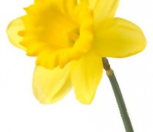 Narcisa galbena