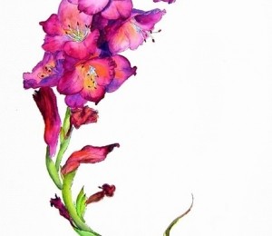 Gladiola