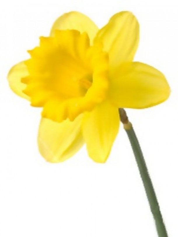 Narcisa galbena