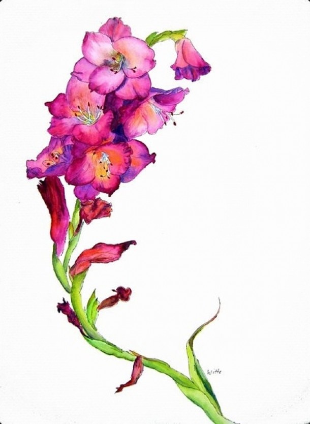 Gladiola
