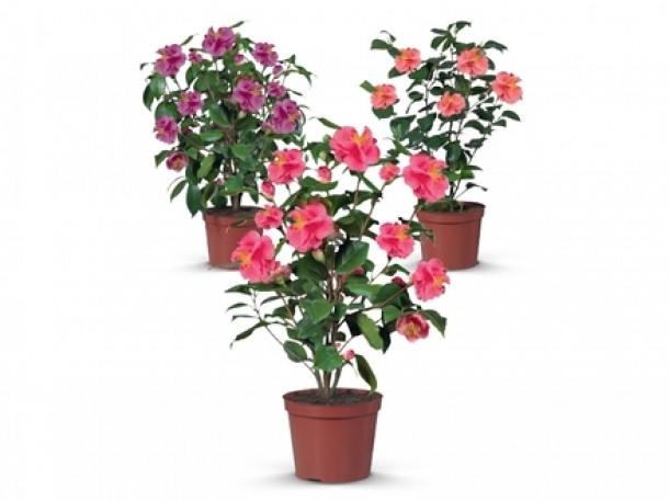 Camelie, Lidl, 69 lei