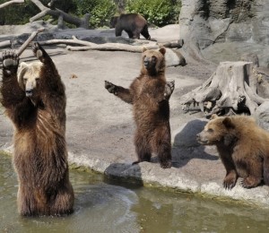 Rezervatia LiBEARty
